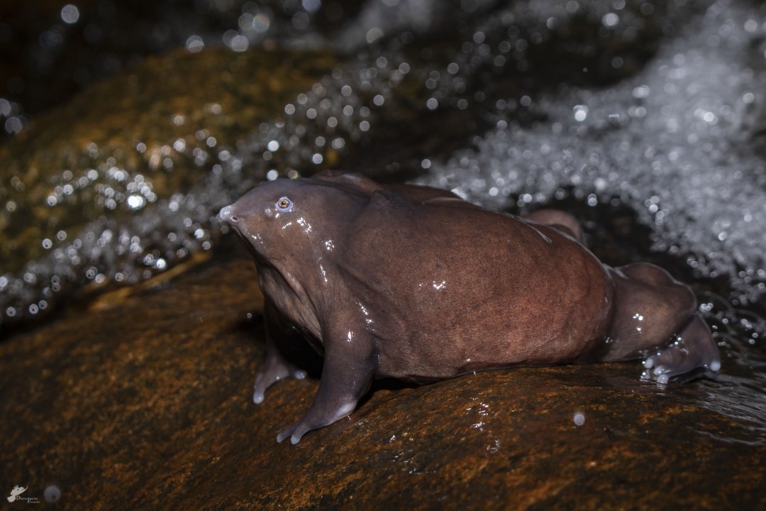 Living Fossils: Old-World Creatures in the Wild