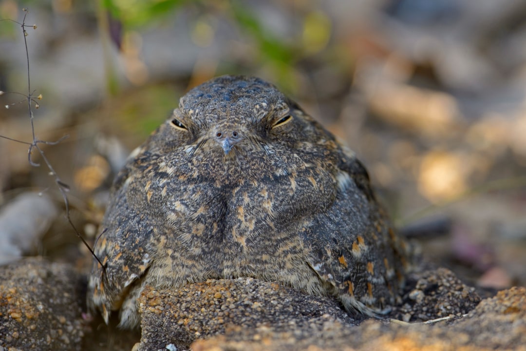 Masters of Disguise: Indian Nightjar