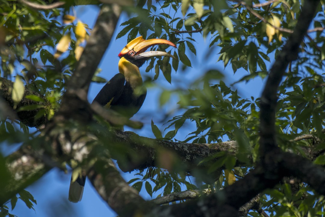 Home Alone: Nesting Curiosities of the Great Hornbill
