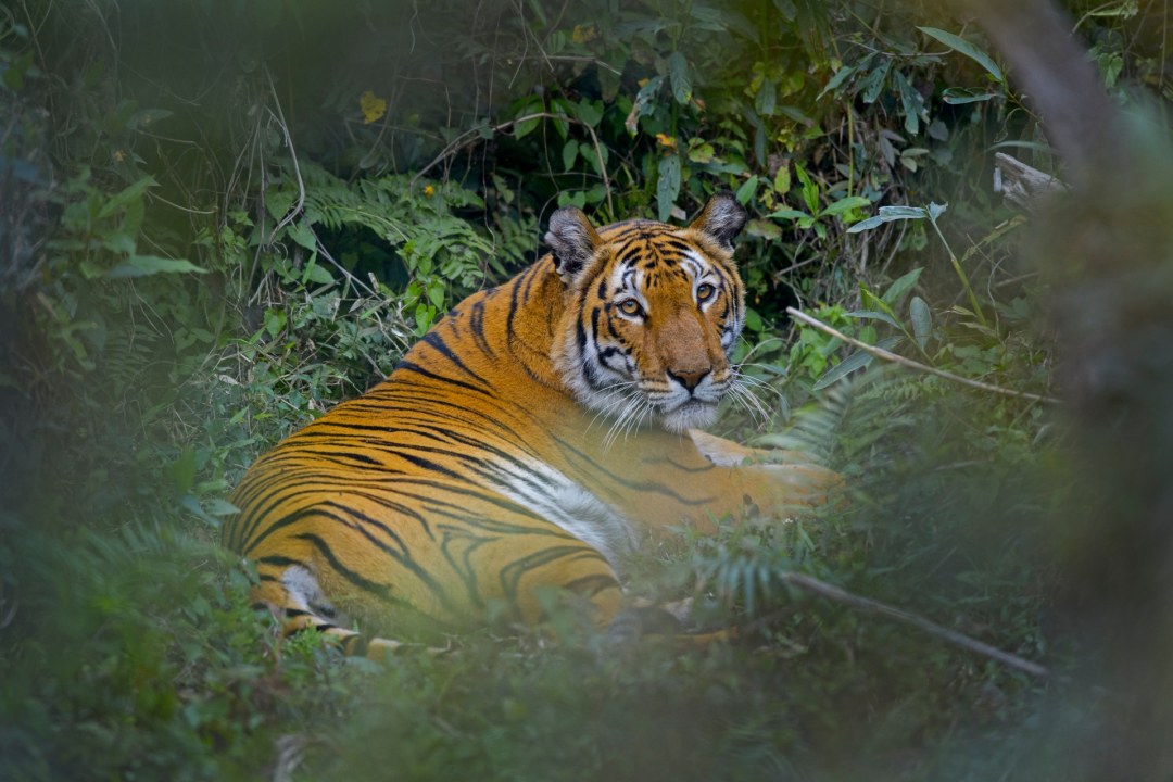 Big Five: The Stars and Stripes of Kaziranga National Park