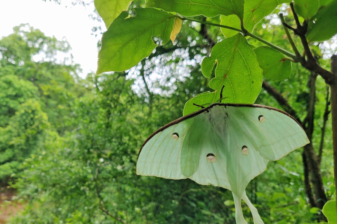 Bats and Moths: Evolution and the Relationship of Predator and Prey