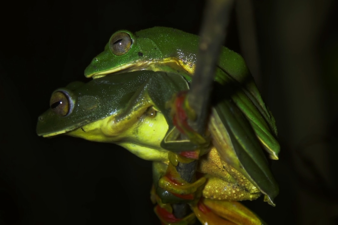 Malabar Gliding Frog: Nesting in a Cloud