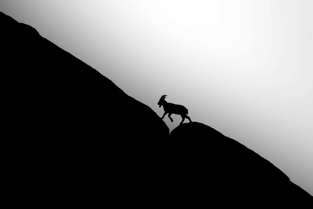 Mountain Monarchs of High Asia