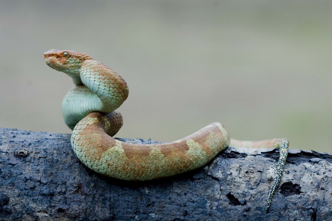 Wardens of Venom: The Exquisite Vipers of South India