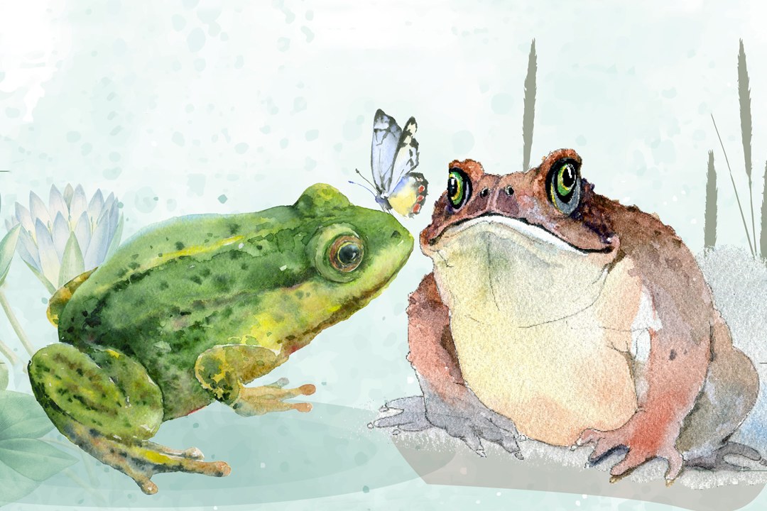 Frogs Vs Toads