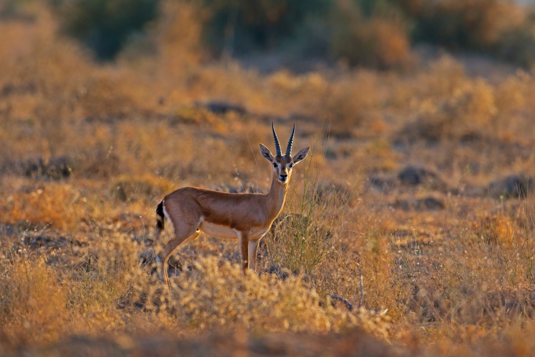 Chinkara: The Dainty Desert Ballerina