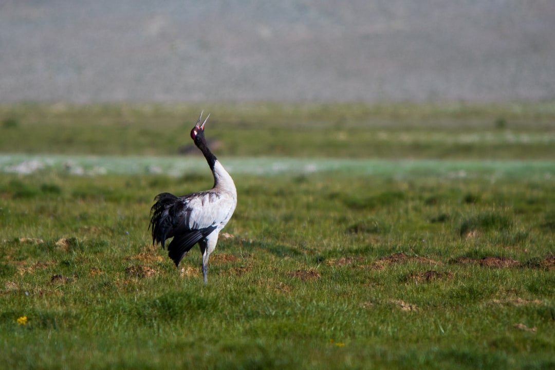 Amazing Grace: The Dancing Black-necked Cranes of Ladakh