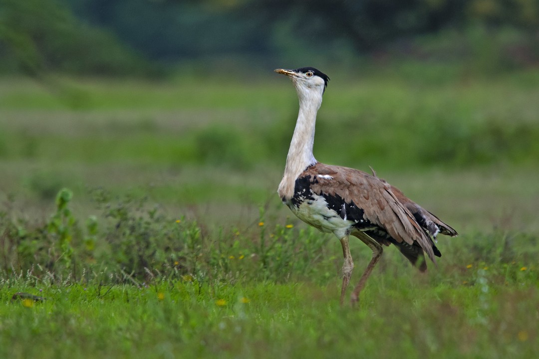 Out of Sight: The Rann, Thar, and the Great Indian Bustard