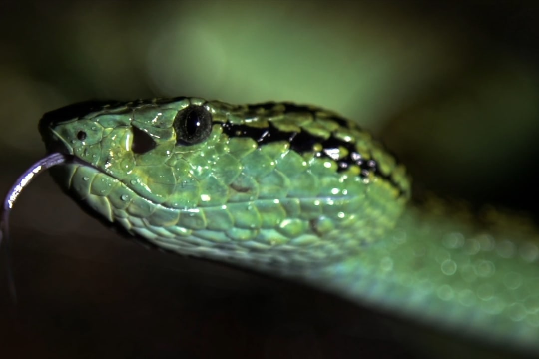 Stealthy, Silent Predator of the Night