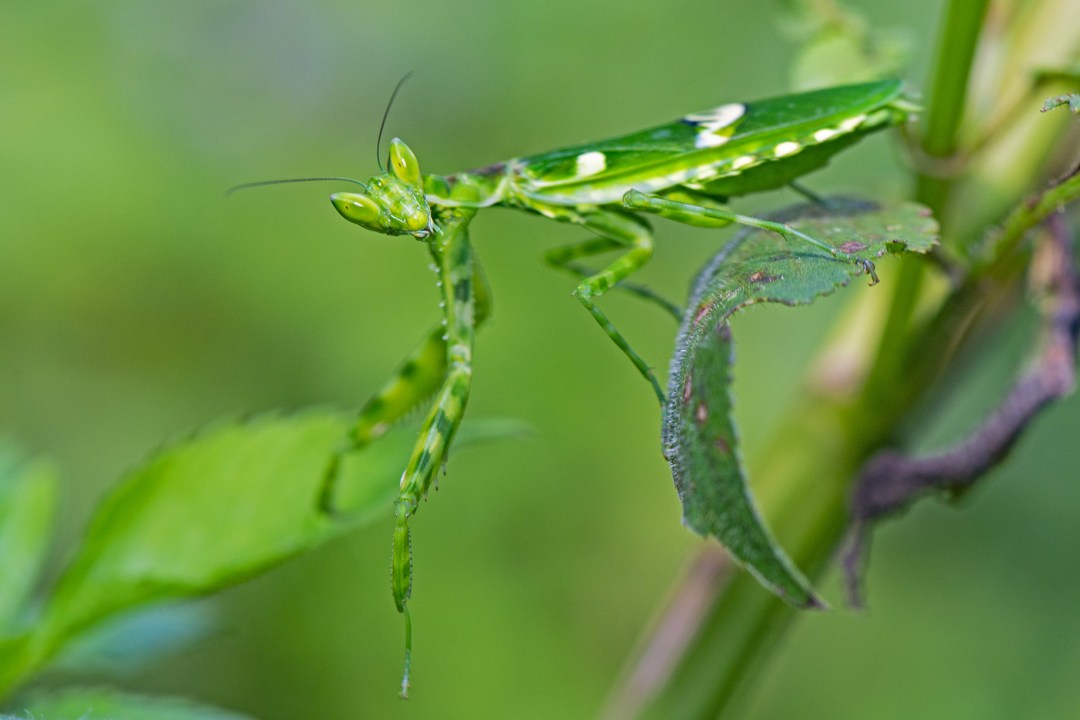 A Sight to Behold Bending the – Rule’s of Biology !