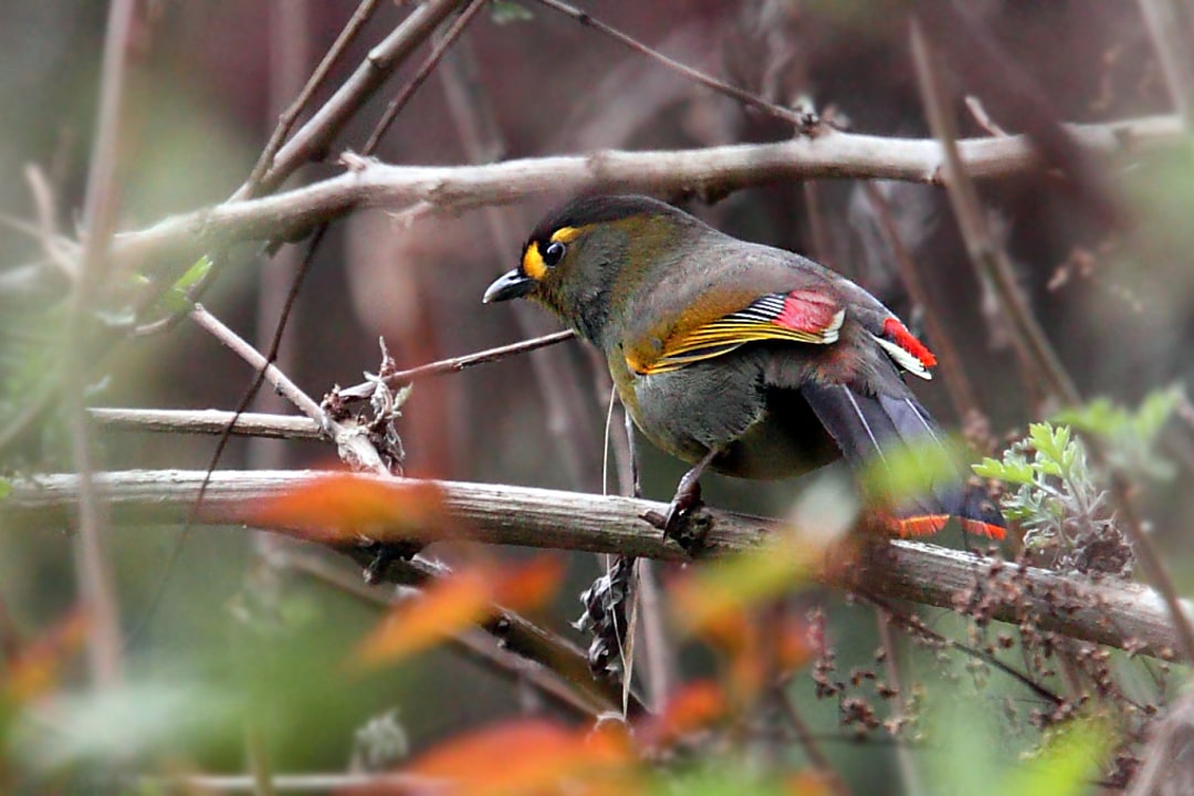 How the Bugun Liocichla is Keeping an Indigenous Culture in the Northeast Alive