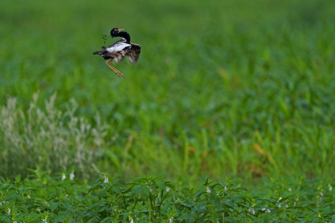 Is the Lesser Florican Jumping to Extinction?