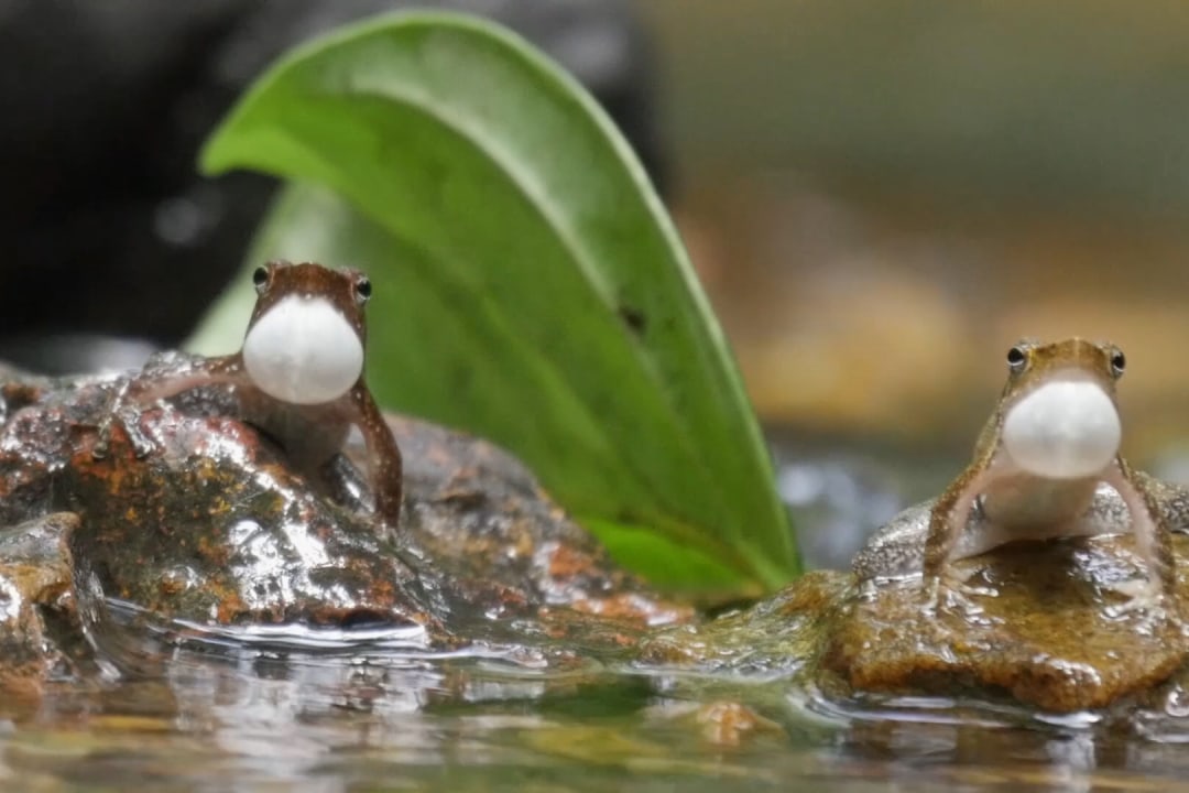 Singing in the Rain: Frogs of Agumbe Get Ready for the Monsoon