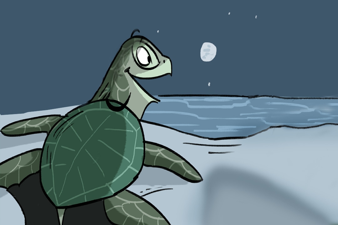 The Sea Turtle’s Annual Reunion