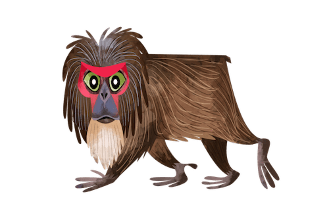 Stump-Tailed Macaque