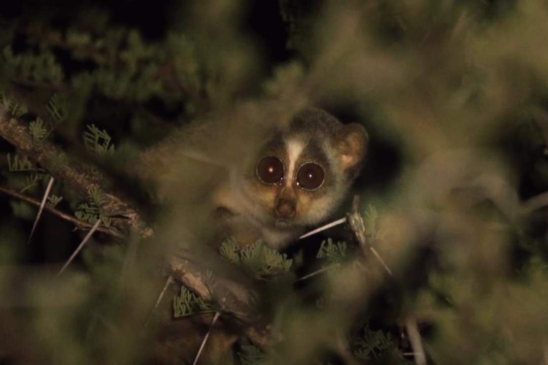 Gray Slender Loris: The Endearing Secret Creature of the Night Forest