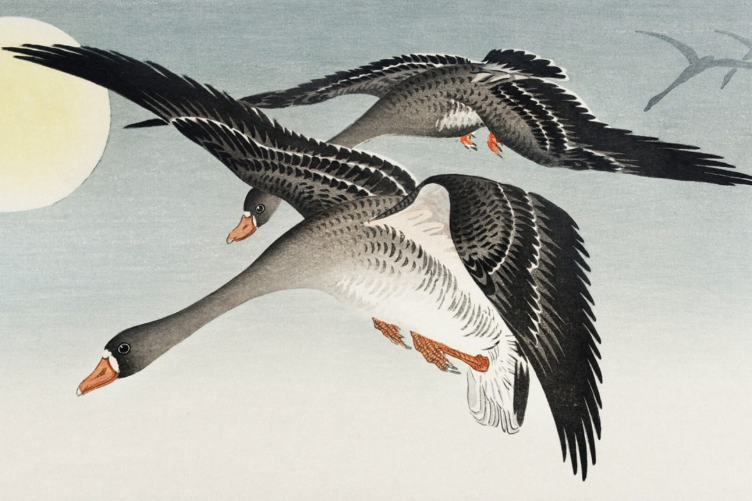 How Far Do Birds Come From?