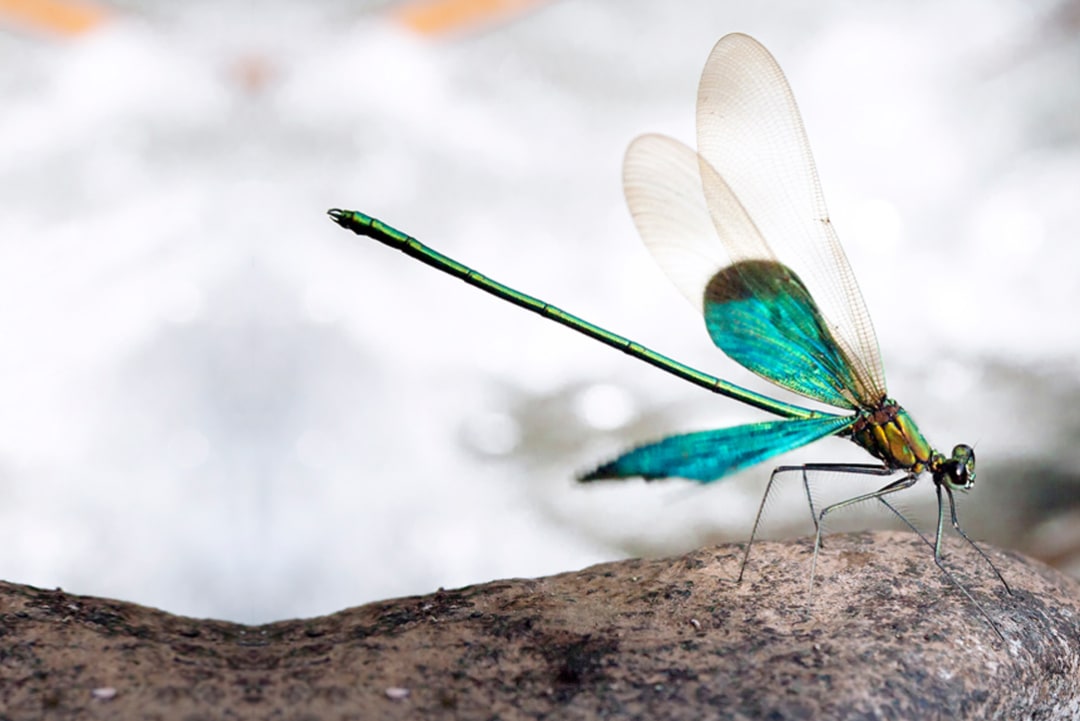 Gossamer Wings: Damselflies and Dragonflies of the Western Ghats