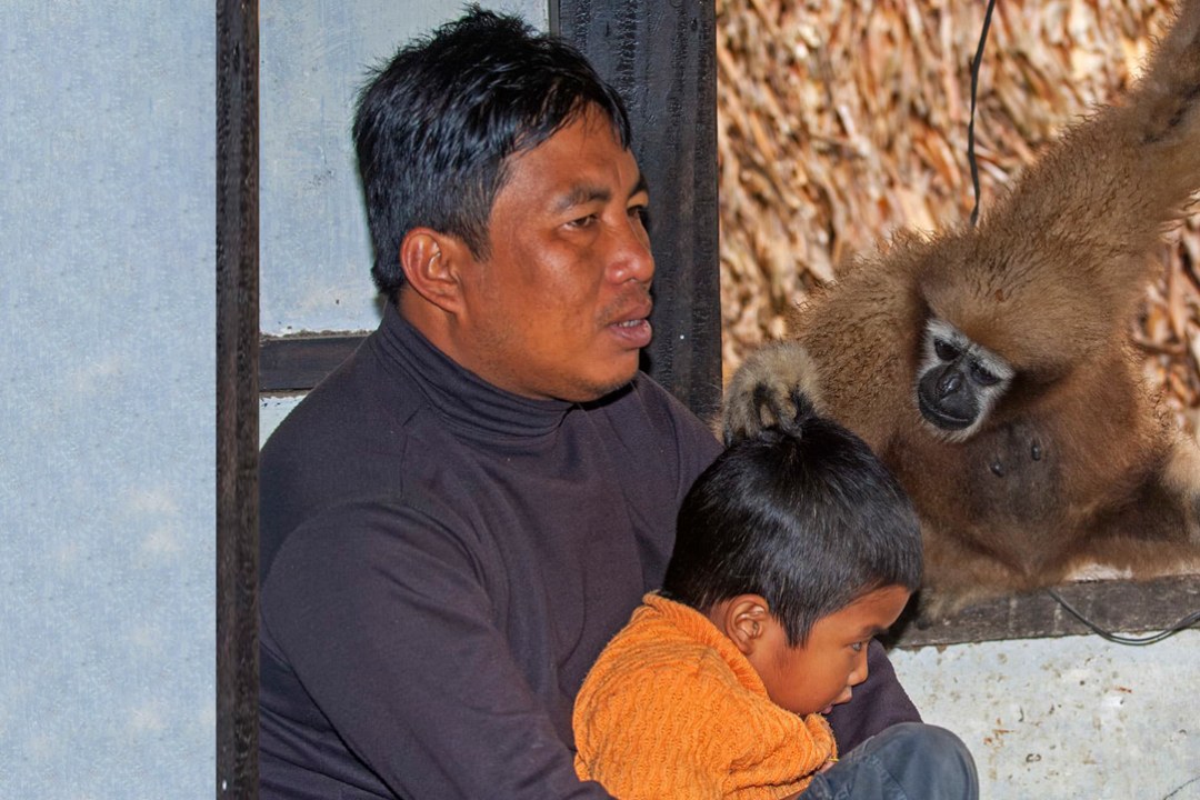 Man and Wild: The Complicated Coexistence of Humans and Hoolock Gibbons in Assam