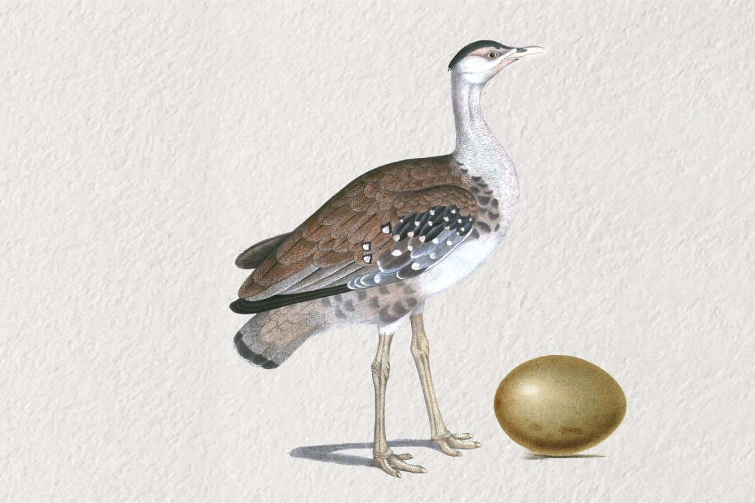 Great Indian Bustard