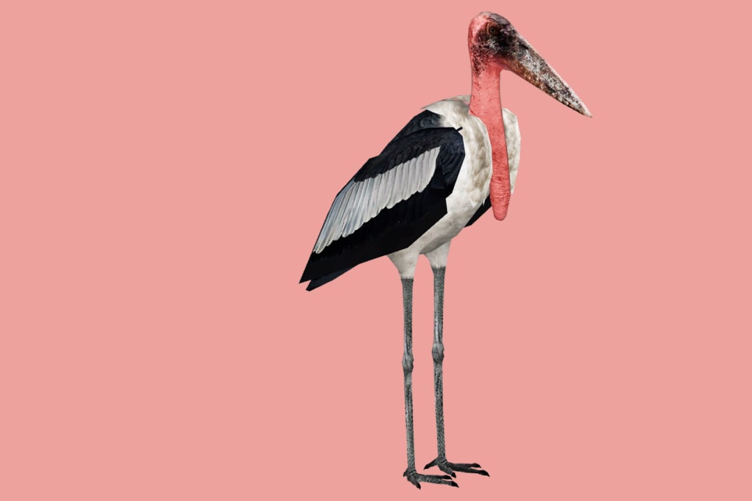 Greater Adjutant Stork