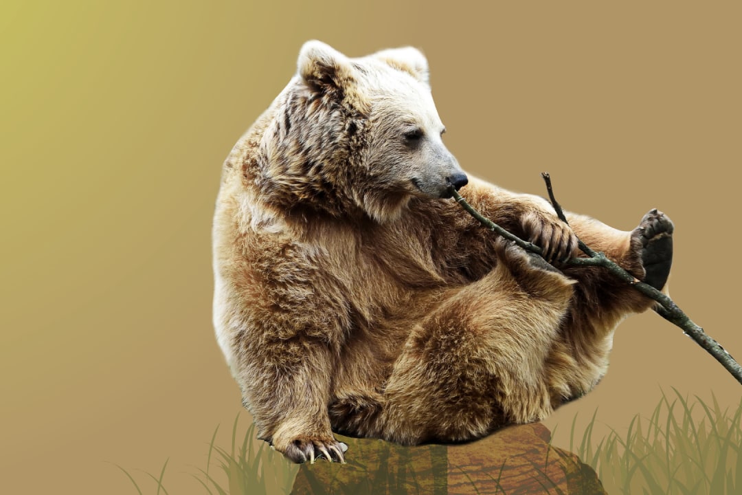 Himalayan Brown Bear