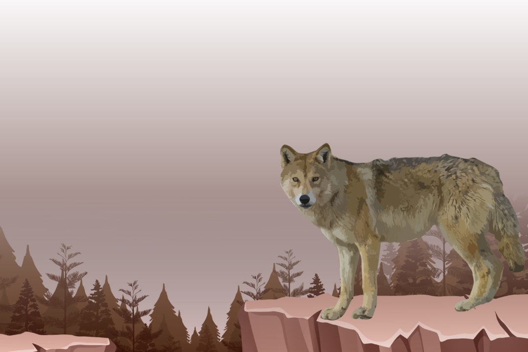 Himalayan Wolf