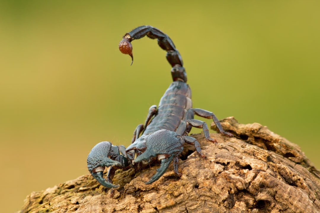 The Curious Case of the Scorpion in the Night-time
