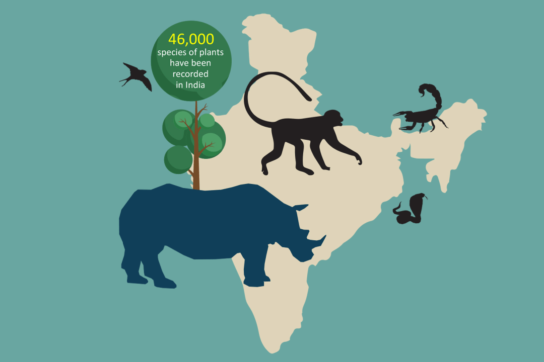 What is biodiversity?
