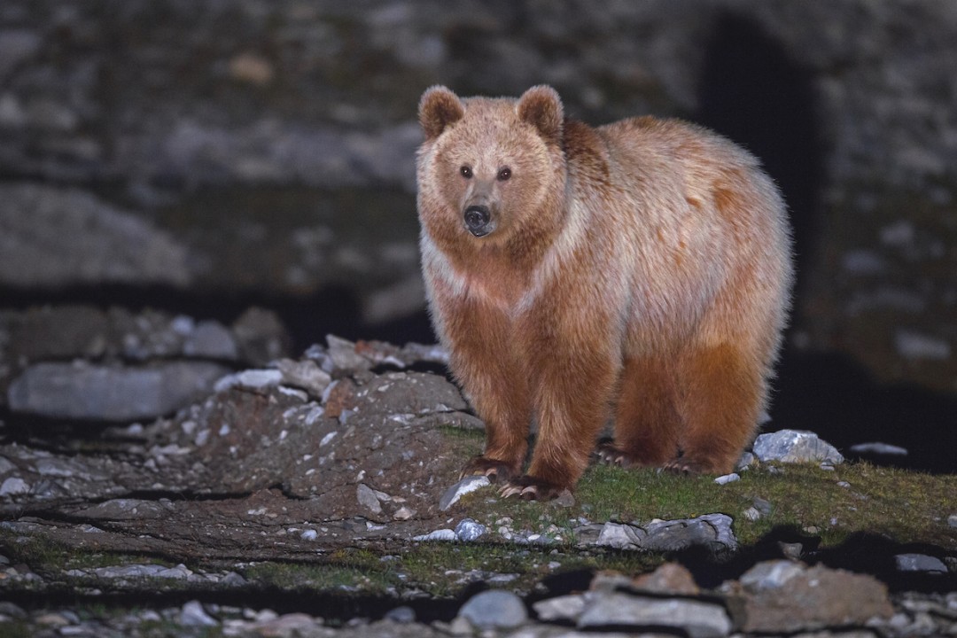 Behind the Lens: An Elusive Bear and Lessons in Wildlife Photography
