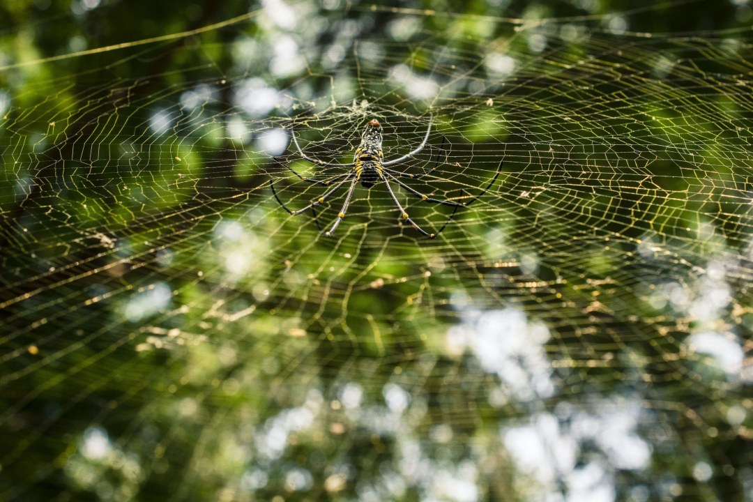 Web Design: An Orb-weaver’s Sticky Toxic Lair