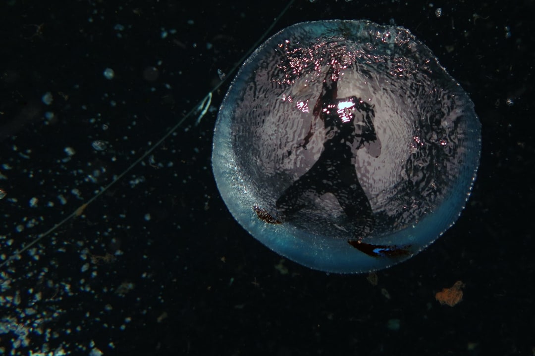 The Zen of Diving