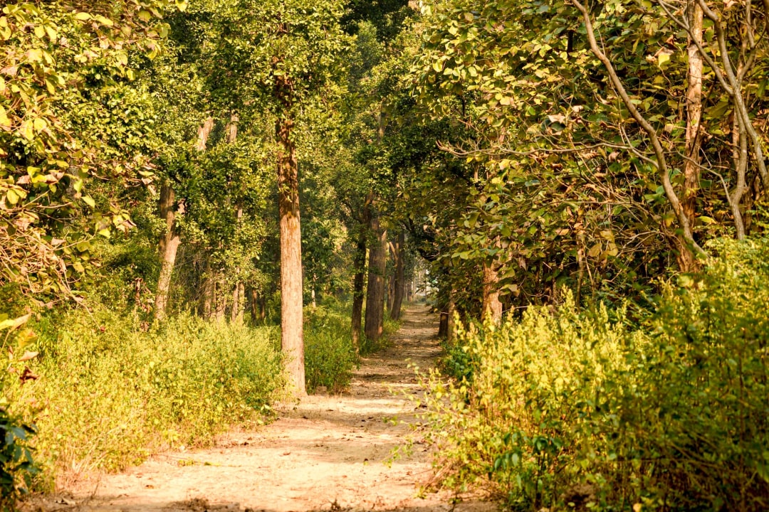Save Thano – Dehradun’s Green Lung