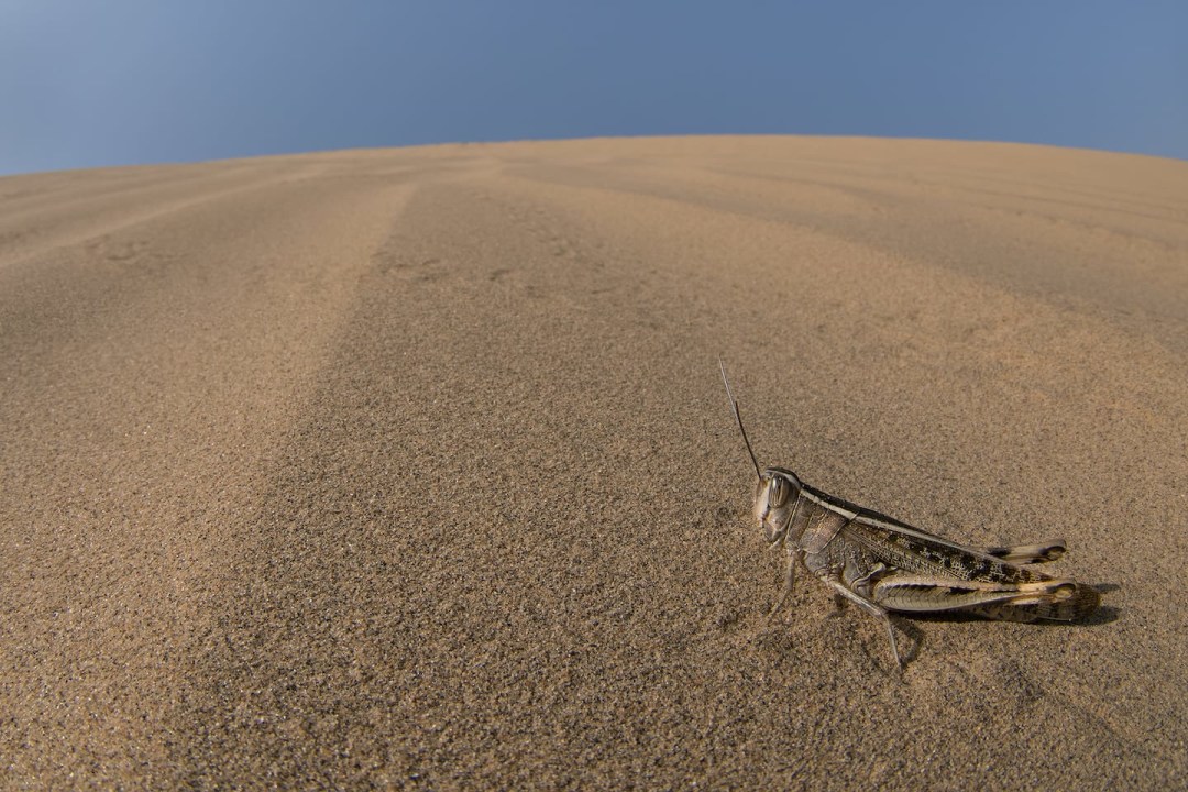 Swarmageddon: How Lonely Grasshoppers Turn Into an Army of Locusts