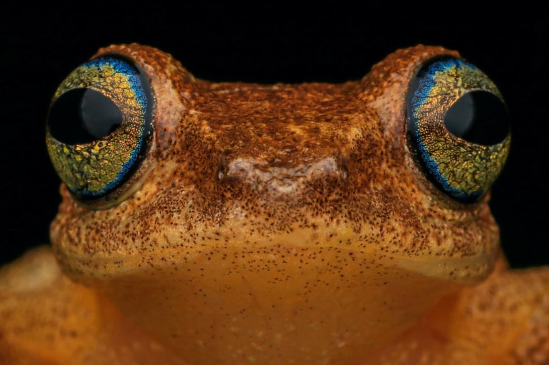 Finding Philautus: Bush Frogs in the Western Ghats