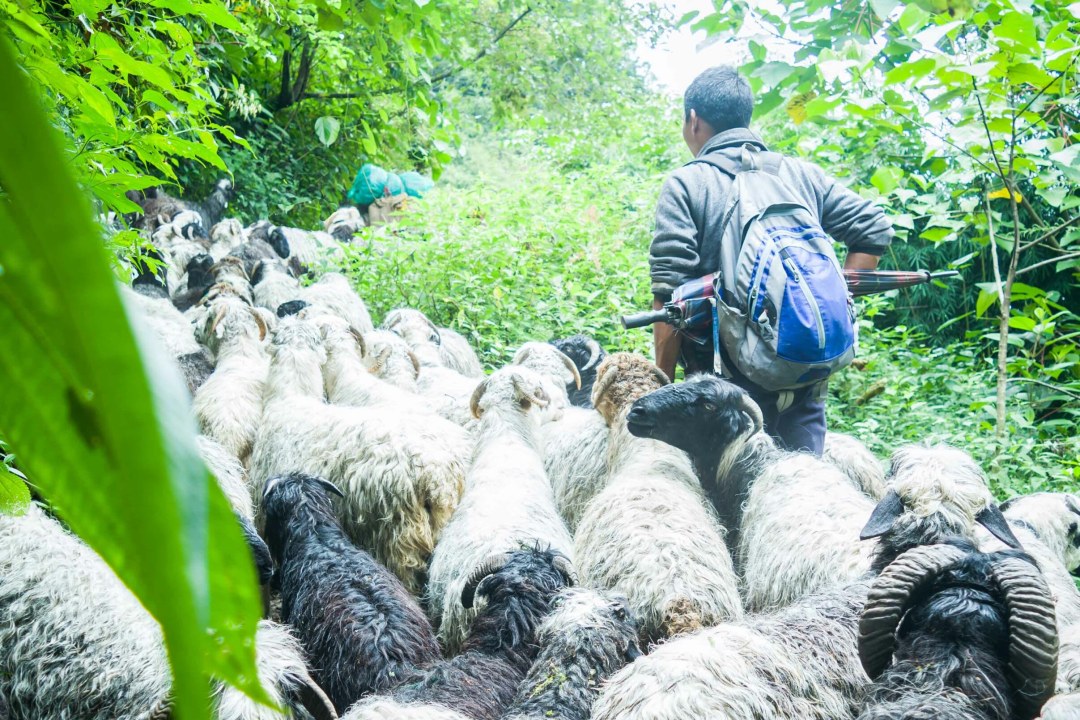 Pastoral Communities Affected by Livestock Grazing Ban in Sikkim