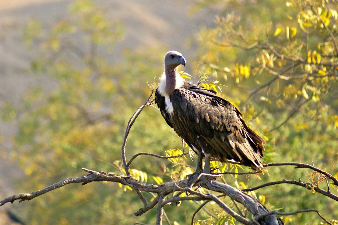 Another Veterinary Drug Endangers India’s Vultures