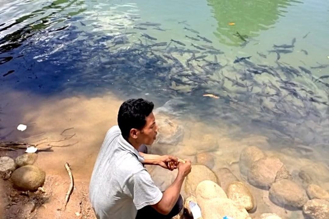 Community Efforts Guide Mahseer Protection in Meghalaya