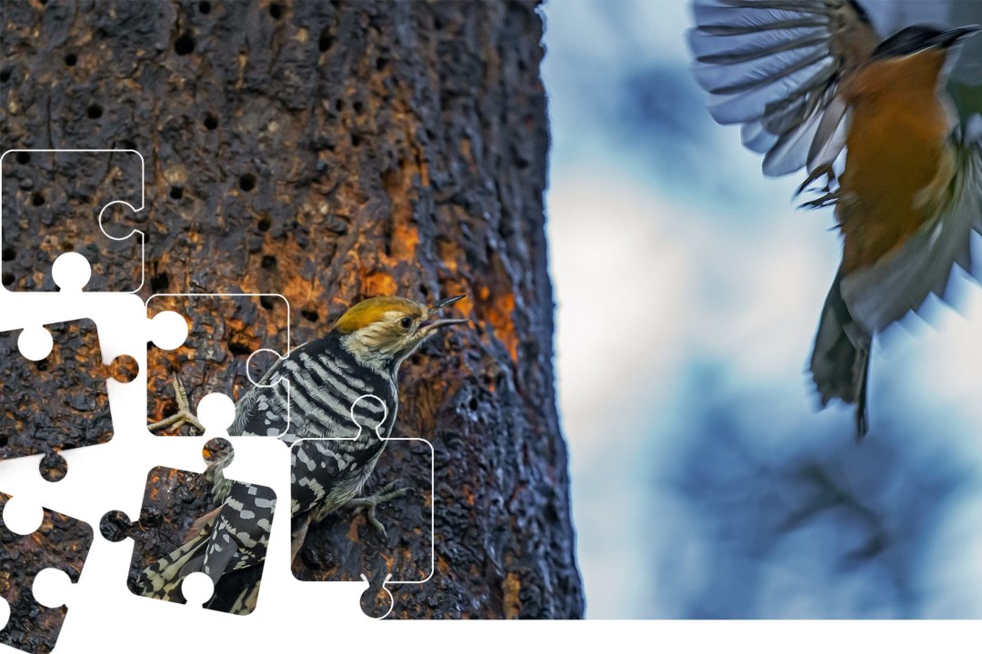 Wildlife Puzzle: Woodpecker