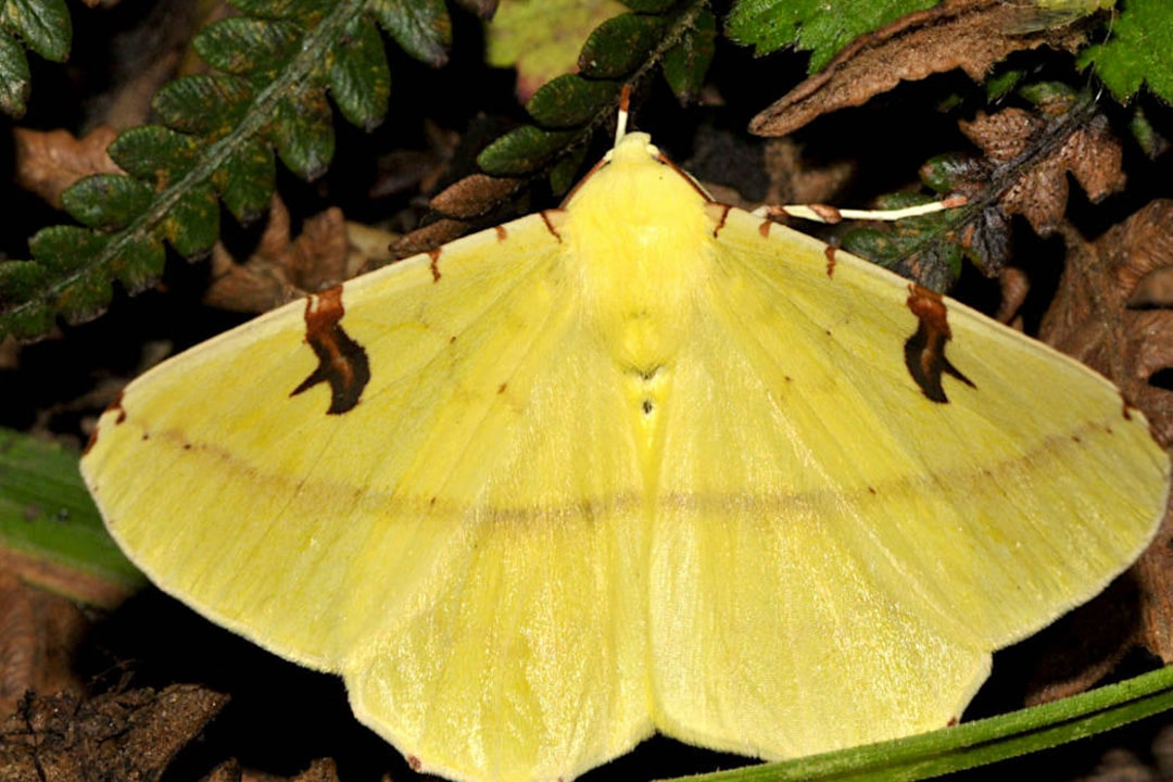 Moth Inventory: Expanding Our Faunal Database