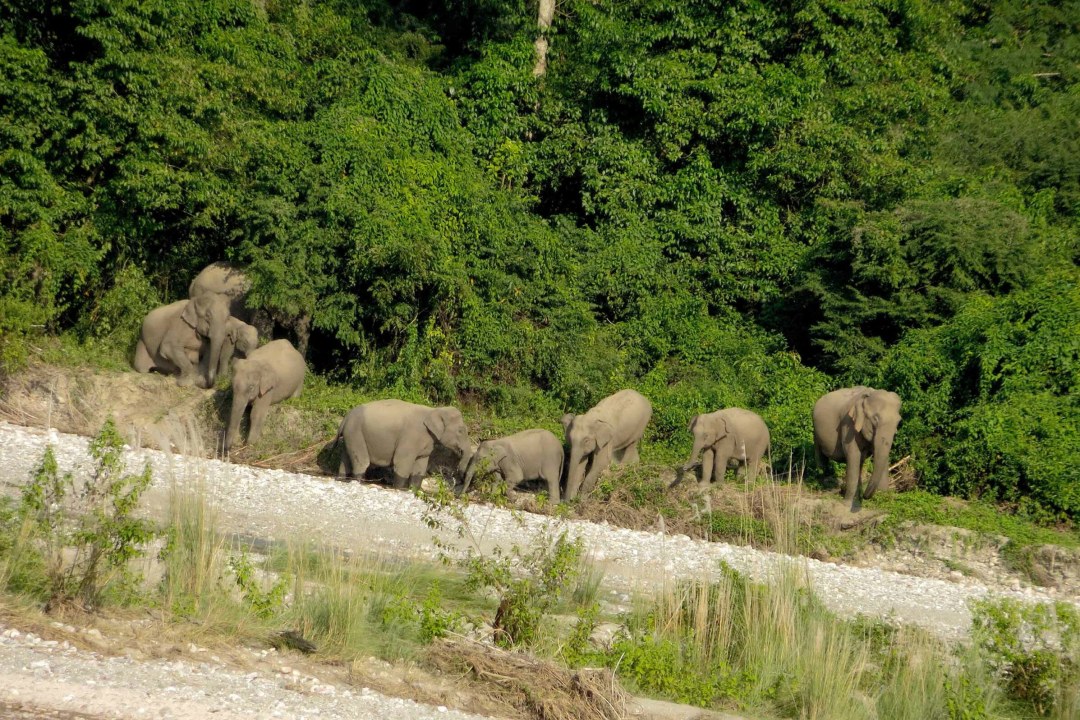 Raimona National Park: Teeming with Biodiversity