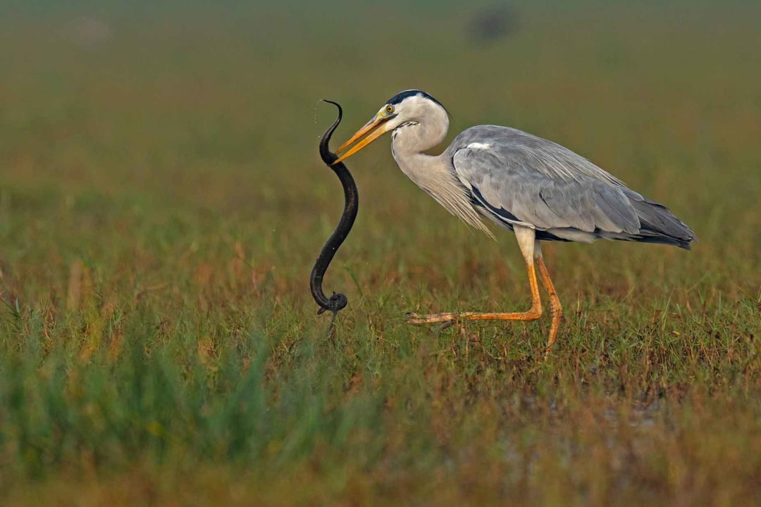 The Guide: Mangalajodi Wetland in Odisha