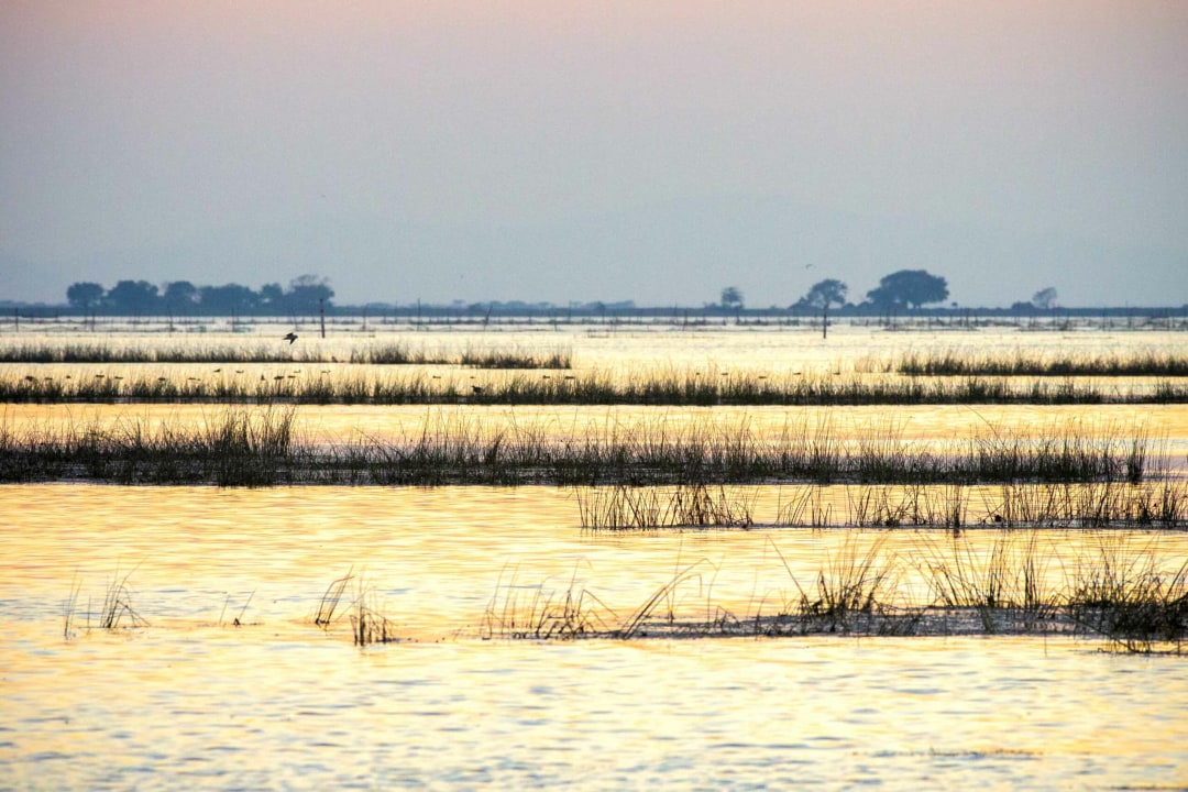 Nalabana Bird Sanctuary: Magnificent Reed Forest