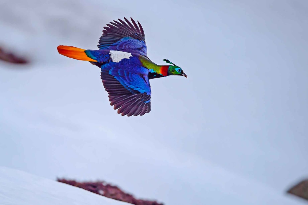 Himalayan Monal: Monarch of the High Mountains