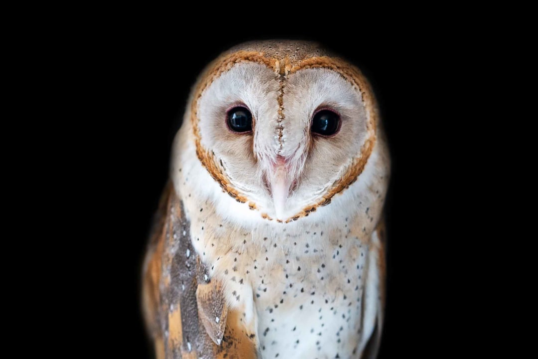 Barn Owl: The Farmer’s Friendly Neighbourhood Pest Controller