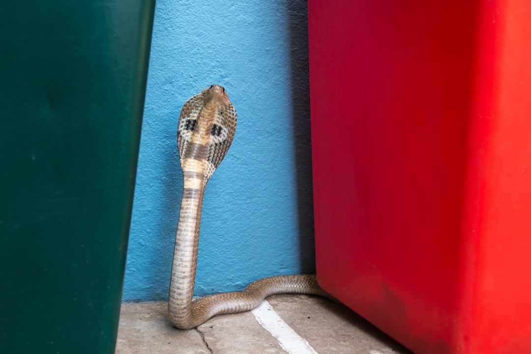 Boxed In: The Urban Snakes of Bengaluru