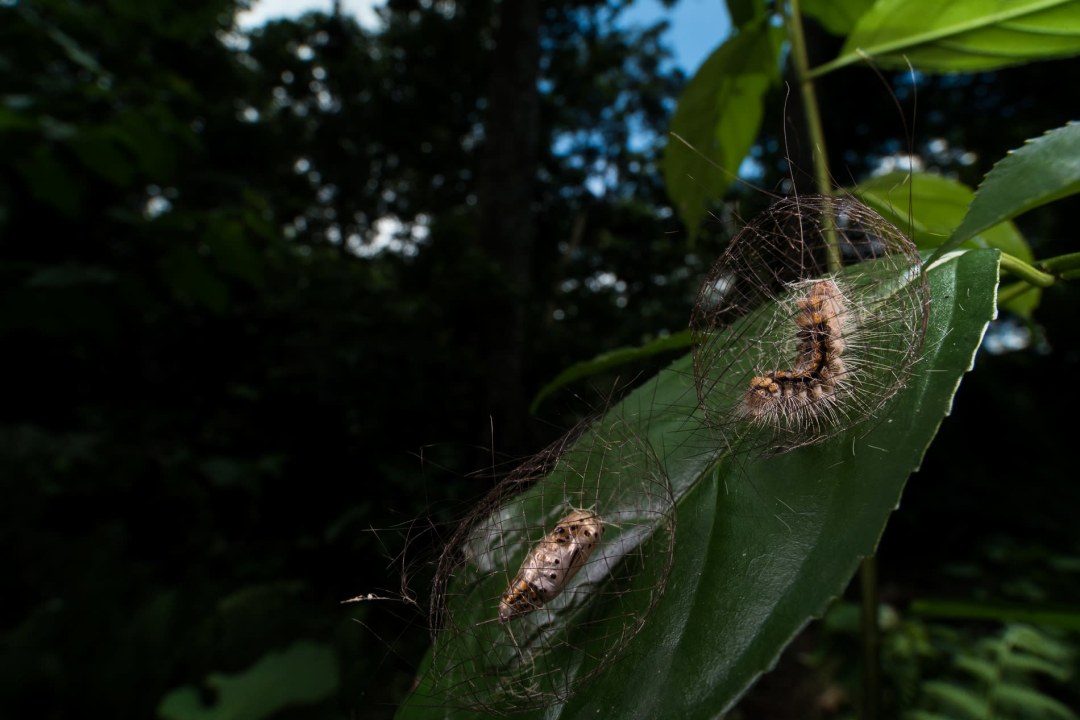 Cyana Moths: The Case of the Curious Cocoon