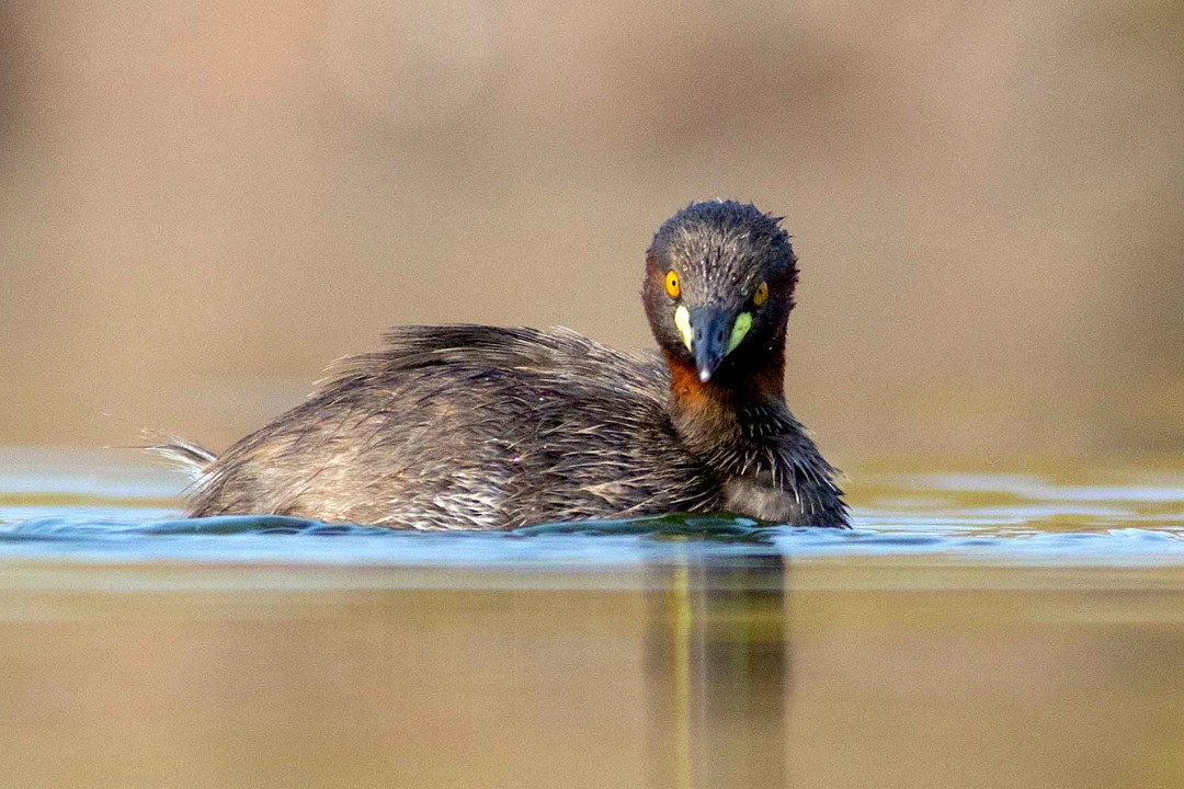 Little Grebe: Little-known Creature of the Wetlands