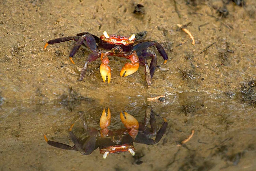 Pincers and Claws: Crabs of the Konkan Coast