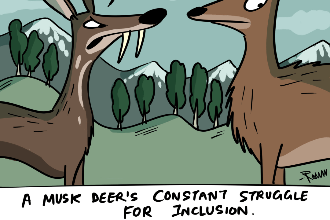 A Musk Deer Defends his Canines